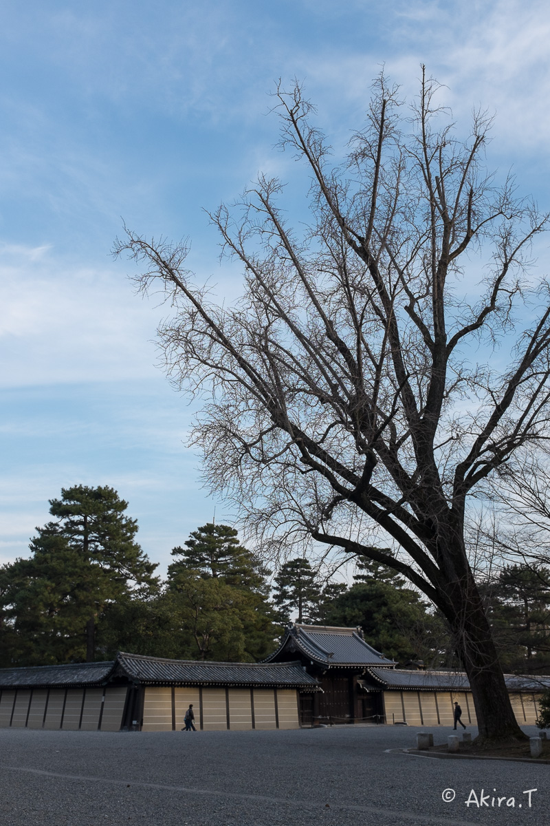 京都御苑でワンコ散歩..._f0152550_17445298.jpg