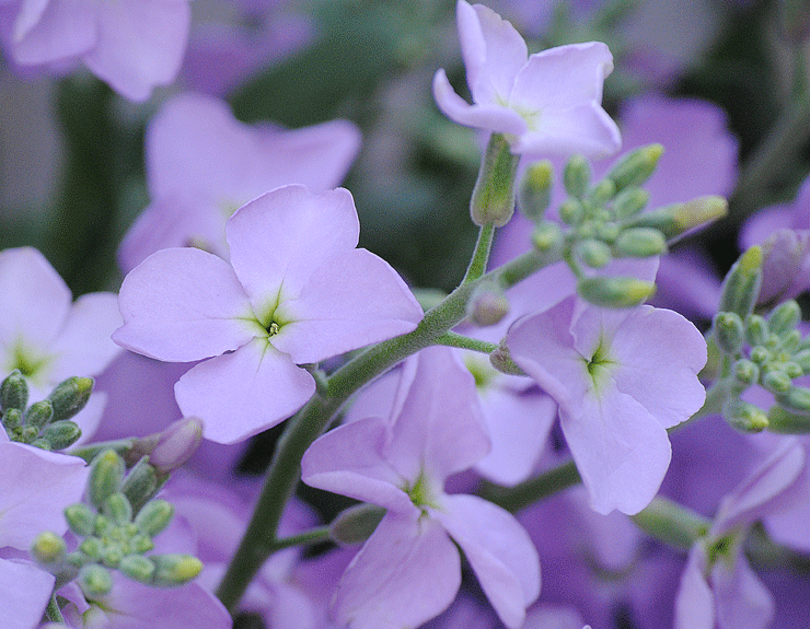 a0001354_2317618.gif