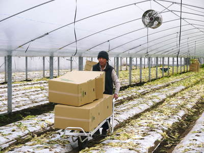 熊本セロリ「清正人参」 今期の出荷の大詰め!ラストチャンスをお見逃しなく!!_a0254656_17512954.jpg