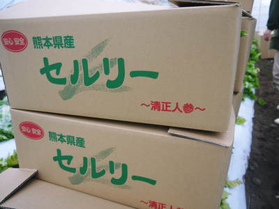 熊本セロリ「清正人参」 今期の出荷の大詰め!ラストチャンスをお見逃しなく!!_a0254656_1841112.jpg