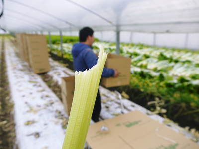 熊本セロリ「清正人参」 今期の出荷の大詰め!ラストチャンスをお見逃しなく!!_a0254656_1892859.jpg