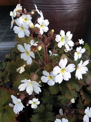 本日の花　雪桜草_c0033858_19425344.jpg