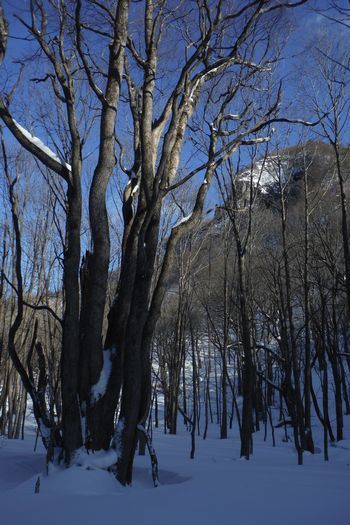 冬の大倉山に登った･･･雪はトモダチ_c0294658_20210955.jpg