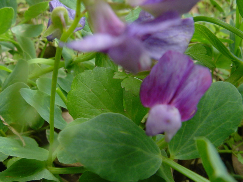 海浜植物 in せんなん里海公園_c0108460_20255743.jpg