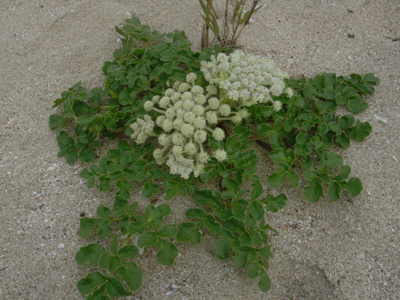 海浜植物 in せんなん里海公園_c0108460_20255763.jpg