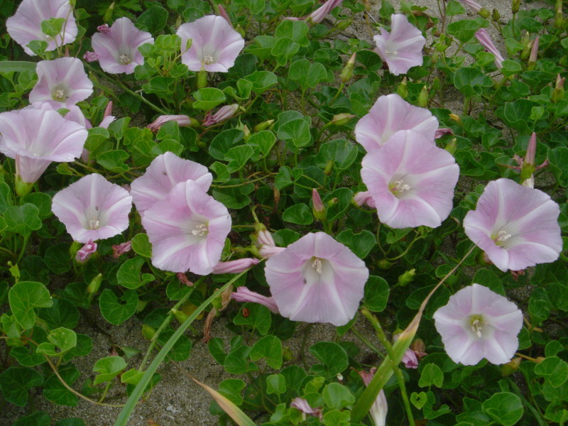 海浜植物 in せんなん里海公園_c0108460_20255827.jpg