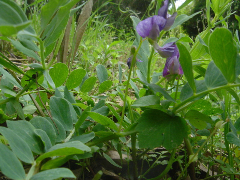 海浜植物 in せんなん里海公園_c0108460_20255877.jpg