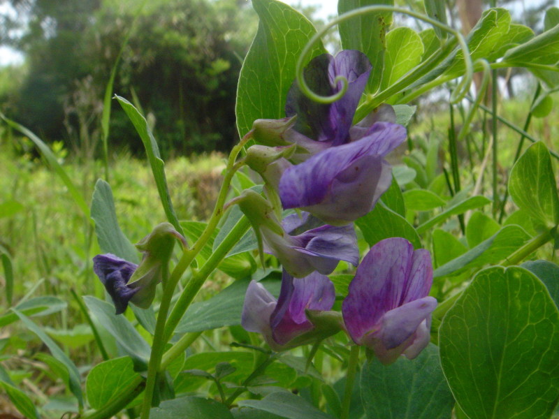 海浜植物 in せんなん里海公園_c0108460_20255898.jpg