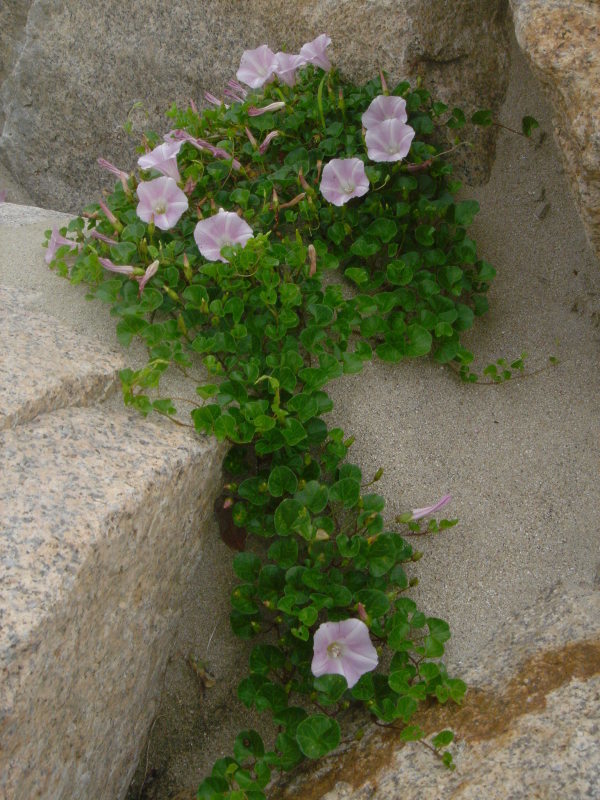 海浜植物 in せんなん里海公園_c0108460_20255940.jpg