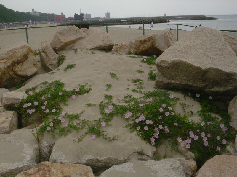 海浜植物 in せんなん里海公園_c0108460_20255970.jpg