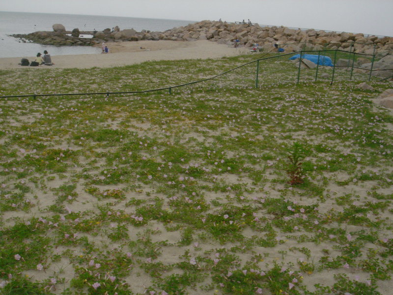 海浜植物 in せんなん里海公園_c0108460_20260019.jpg