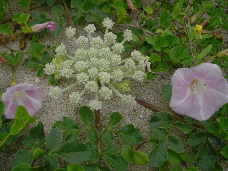 海浜植物 in せんなん里海公園_c0108460_20260030.jpg