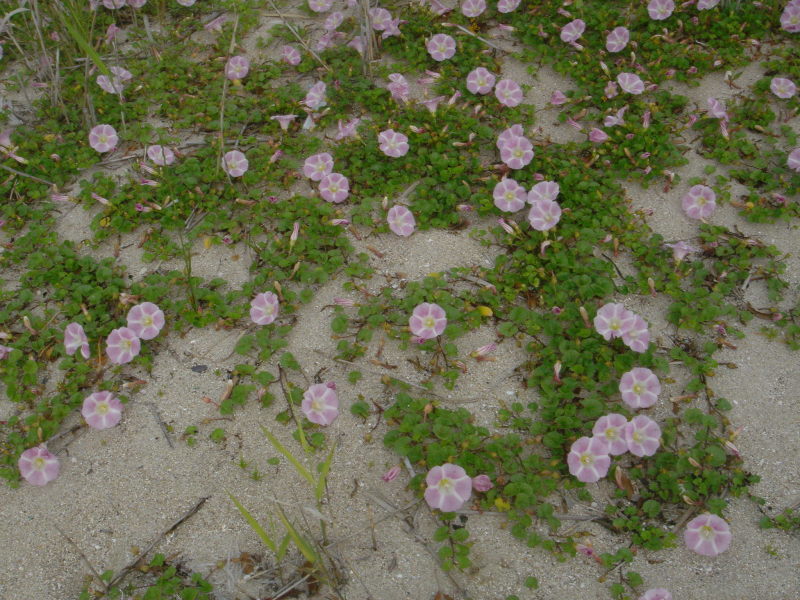 海浜植物 in せんなん里海公園_c0108460_20260032.jpg