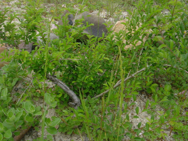 海浜植物 in せんなん里海公園_c0108460_20300018.jpg