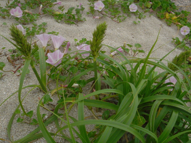 海浜植物 in せんなん里海公園_c0108460_20300120.jpg