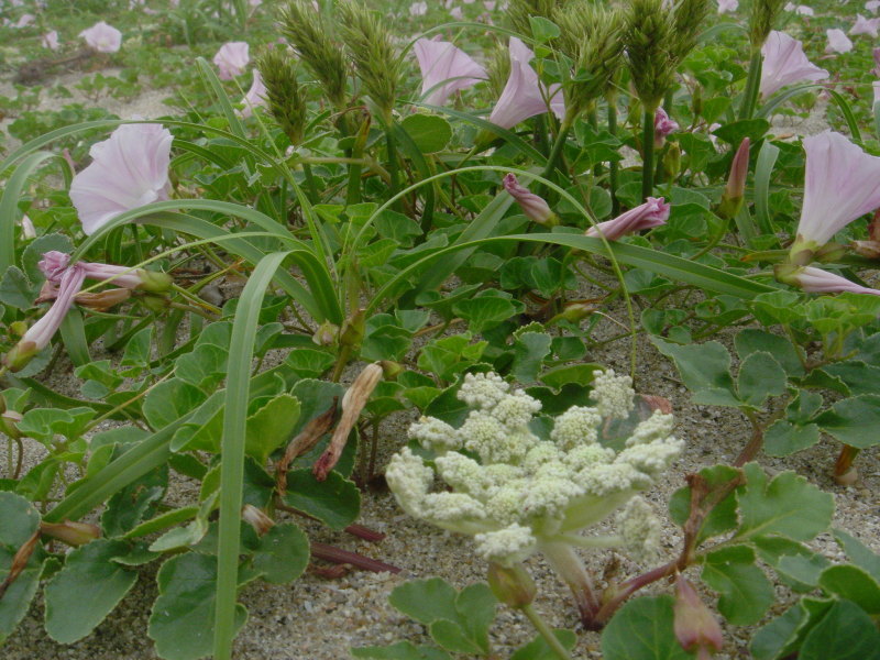 海浜植物 in せんなん里海公園_c0108460_20300186.jpg