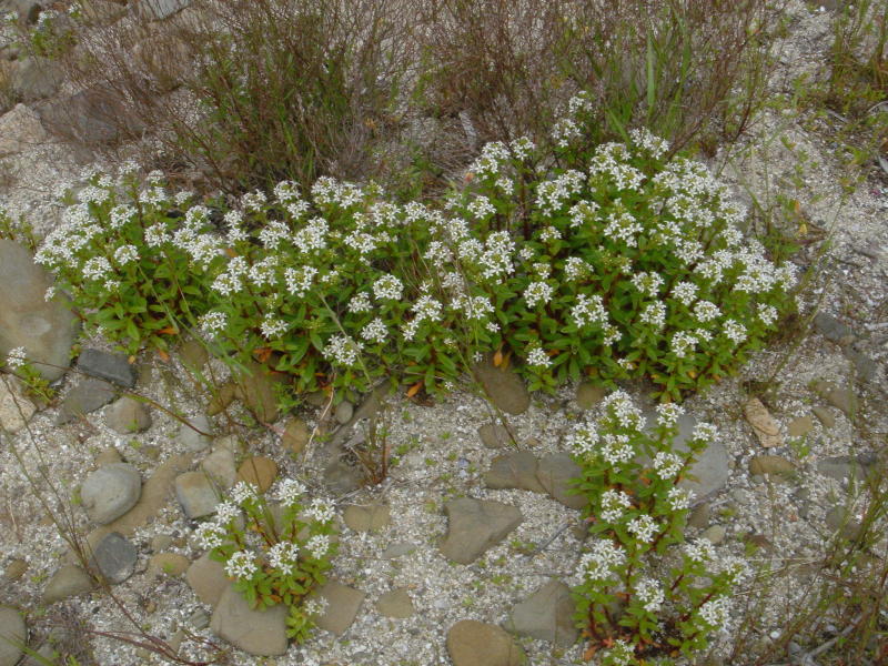 海浜植物 in せんなん里海公園_c0108460_20300218.jpg