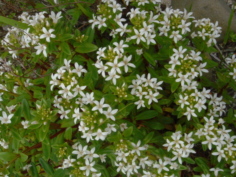 海浜植物 in せんなん里海公園_c0108460_20300270.jpg