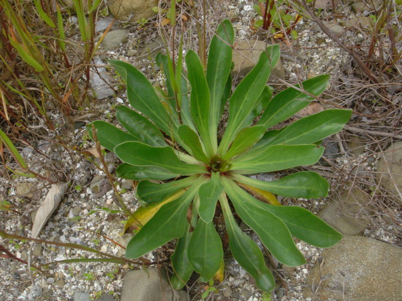 海浜植物 in せんなん里海公園_c0108460_20300329.jpg