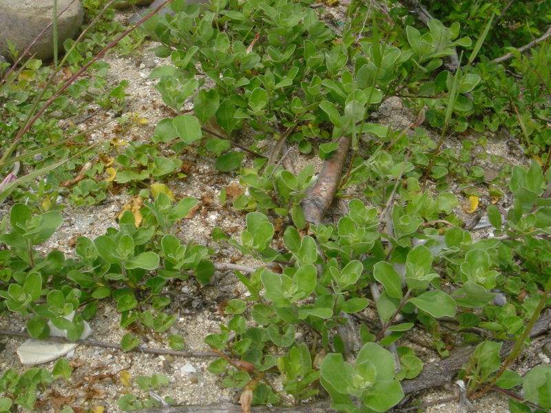 海浜植物 in せんなん里海公園_c0108460_20300363.jpg