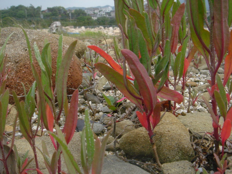 海浜植物 in せんなん里海公園_c0108460_20300396.jpg