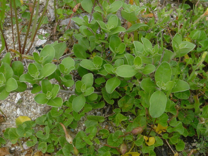 海浜植物 in せんなん里海公園_c0108460_20300418.jpg