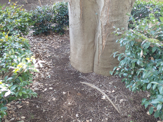 公園のエノキ_e0167571_2103047.jpg
