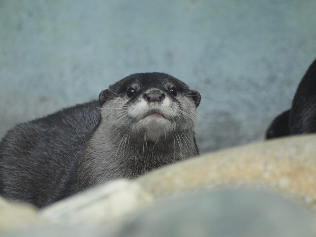 『世界淡水魚園水族館 アクア・トト ぎふのコツメカワウソ』_d0054276_20292099.jpg