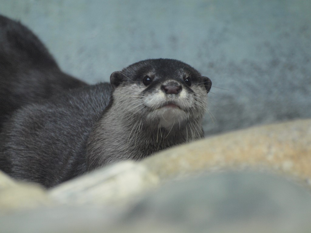 『世界淡水魚園水族館 アクア・トト ぎふのコツメカワウソ』_d0054276_2029961.jpg