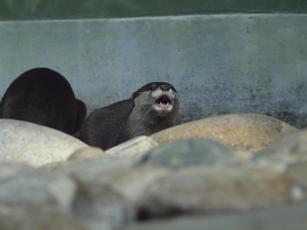 『世界淡水魚園水族館 アクア・トト ぎふのコツメカワウソ』_d0054276_203149.jpg