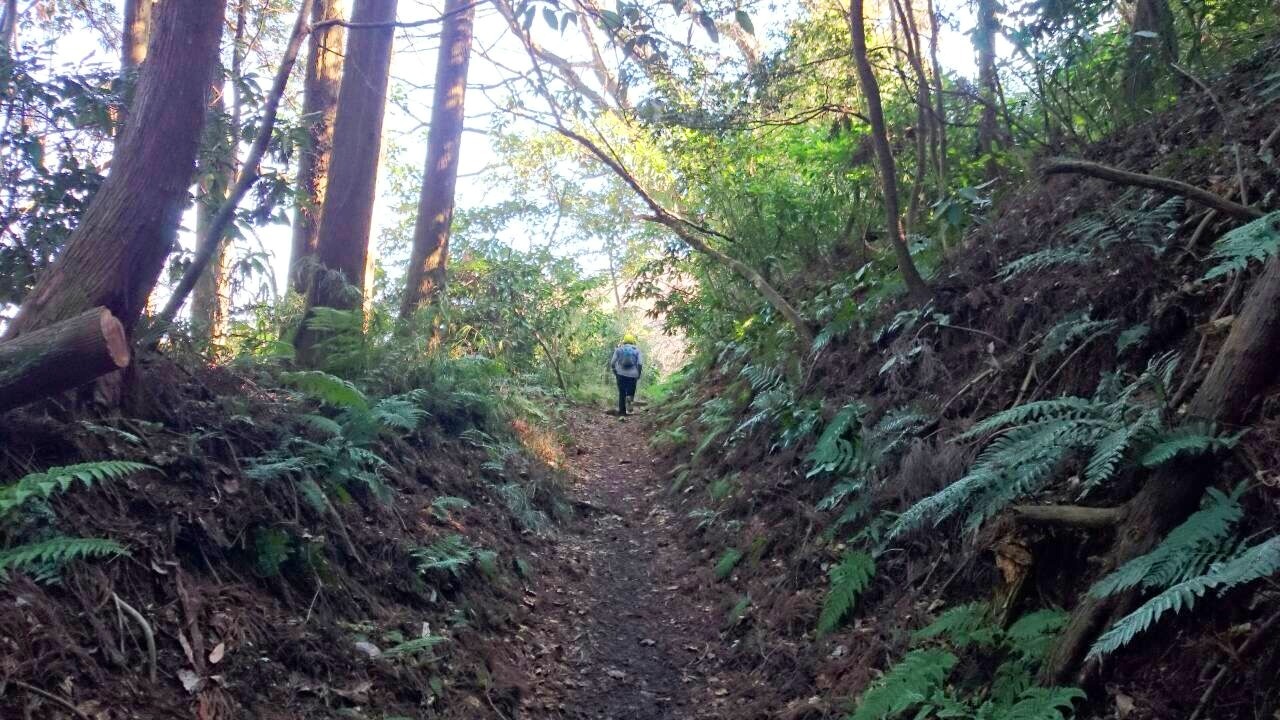 Sunday Morning Run & Beer (多摩川左岸トレイル & 鎌倉トレイル & 三浦アルプス)_b0219778_16272889.jpg