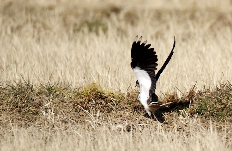 ロシアからの渡り鳥、タゲリ_d0148902_21121850.jpg