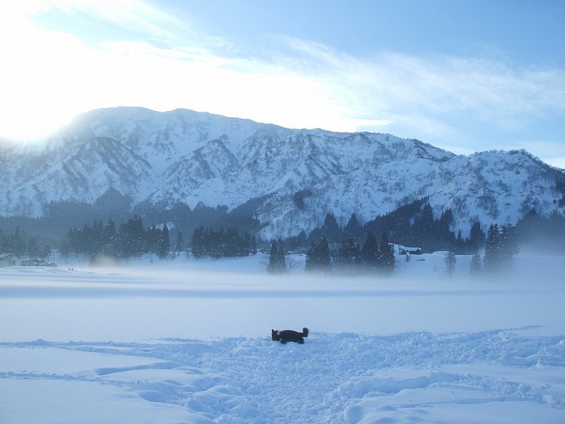 今朝の ジェム ＆ メロ ～ 雪遊び_d0015124_17483551.jpg