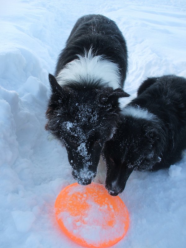 今朝の ジェム ＆ メロ ～ 雪遊び_d0015124_17484373.jpg