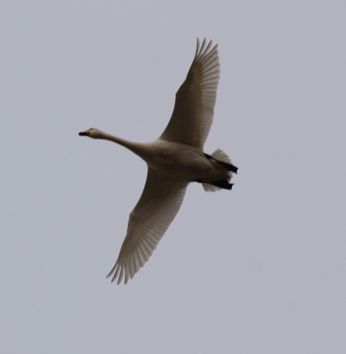 『白鳥の郷』へ。。。_a0230831_07402437.jpg