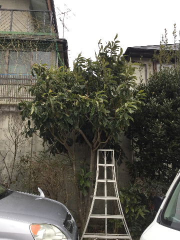 植木・部分伐採と部分剪定_f0031037_1853879.jpg
