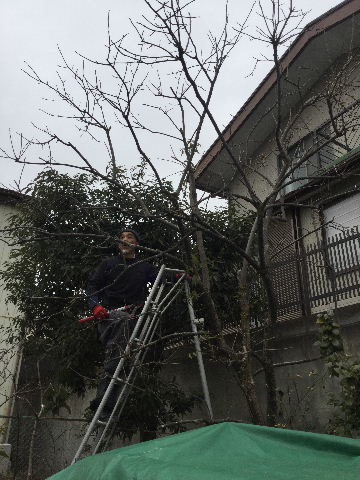 植木・部分伐採と部分剪定_f0031037_186240.jpg