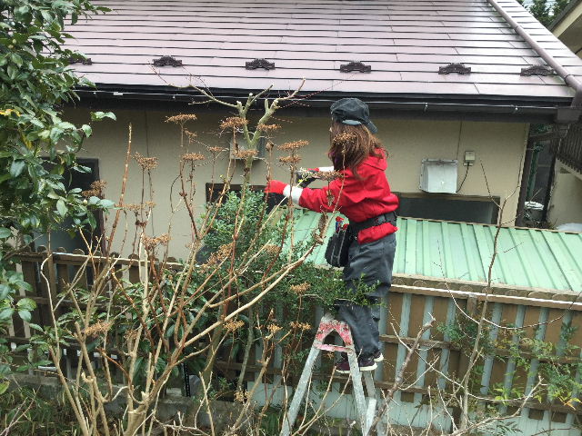 植木・部分伐採と部分剪定_f0031037_1881510.jpg
