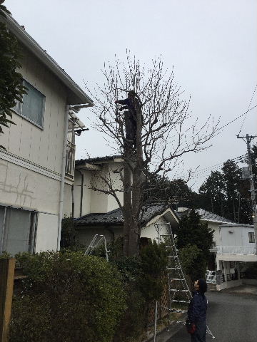 植木・部分伐採と部分剪定_f0031037_188732.jpg
