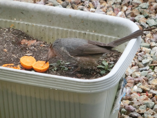 c0194042_16273027.gif