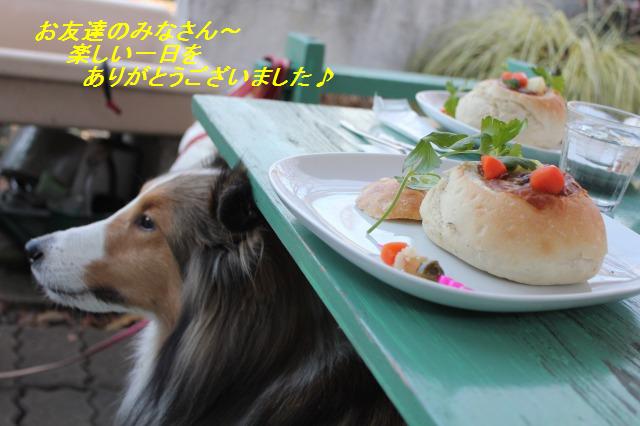 新春ドッグランを皆でトコトコ_e0195743_1438101.jpg