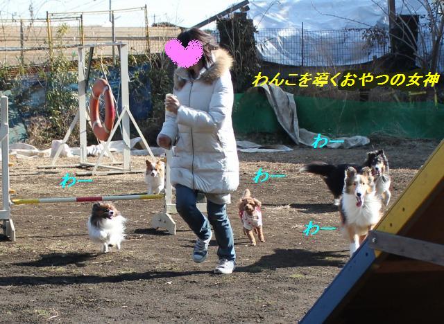 新春ドッグランを皆でトコトコ_e0195743_14435486.jpg