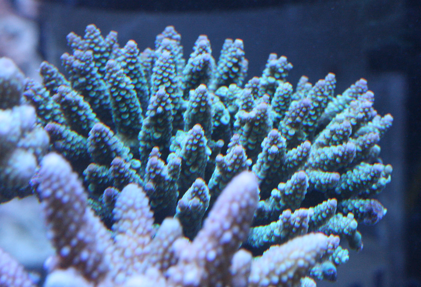 掻い摘んだつもり ビーボックスアクアリウム 海水魚 サンゴ情報