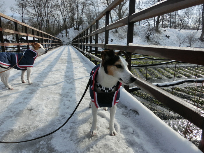 雪には飽きた。_c0140260_20351761.jpg