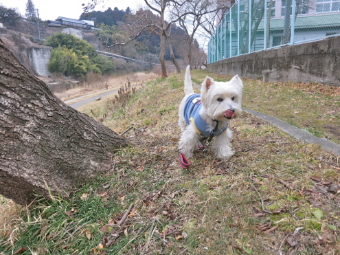 本日は「Bコース」_c0260460_12454656.jpg