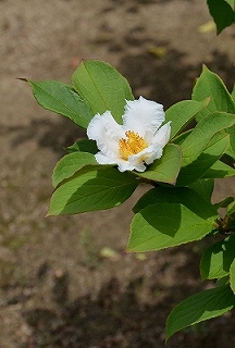 c0229483_17242186.jpg