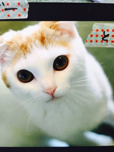 岩合光昭さんのねこ展_a0134394_06425751.jpg