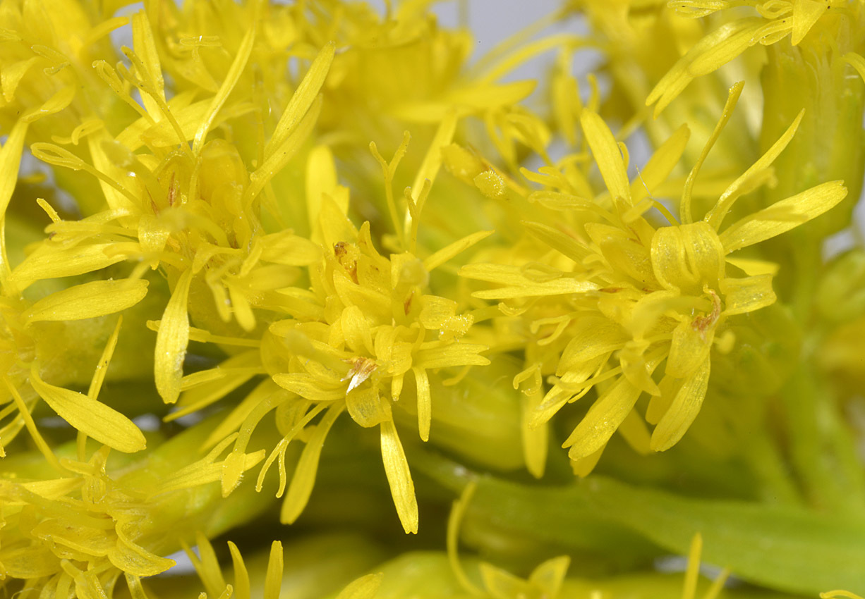 続 セイタカアワダチソウの花を観る 開花の順序 自然観察大学ブログ