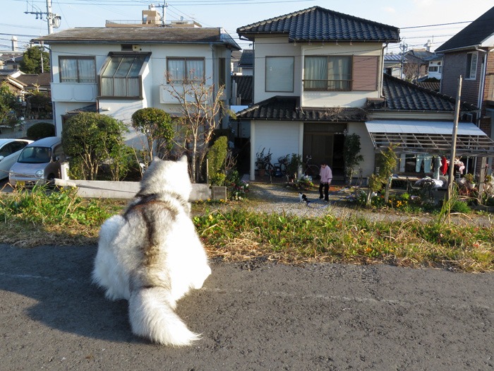 おいらは~天下の~嫌われ者♪ (^_^;)_c0049299_2075768.jpg