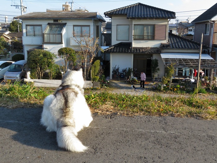 おいらは～天下の～嫌われ者♪　(^_^;)_c0049299_2075768.jpg